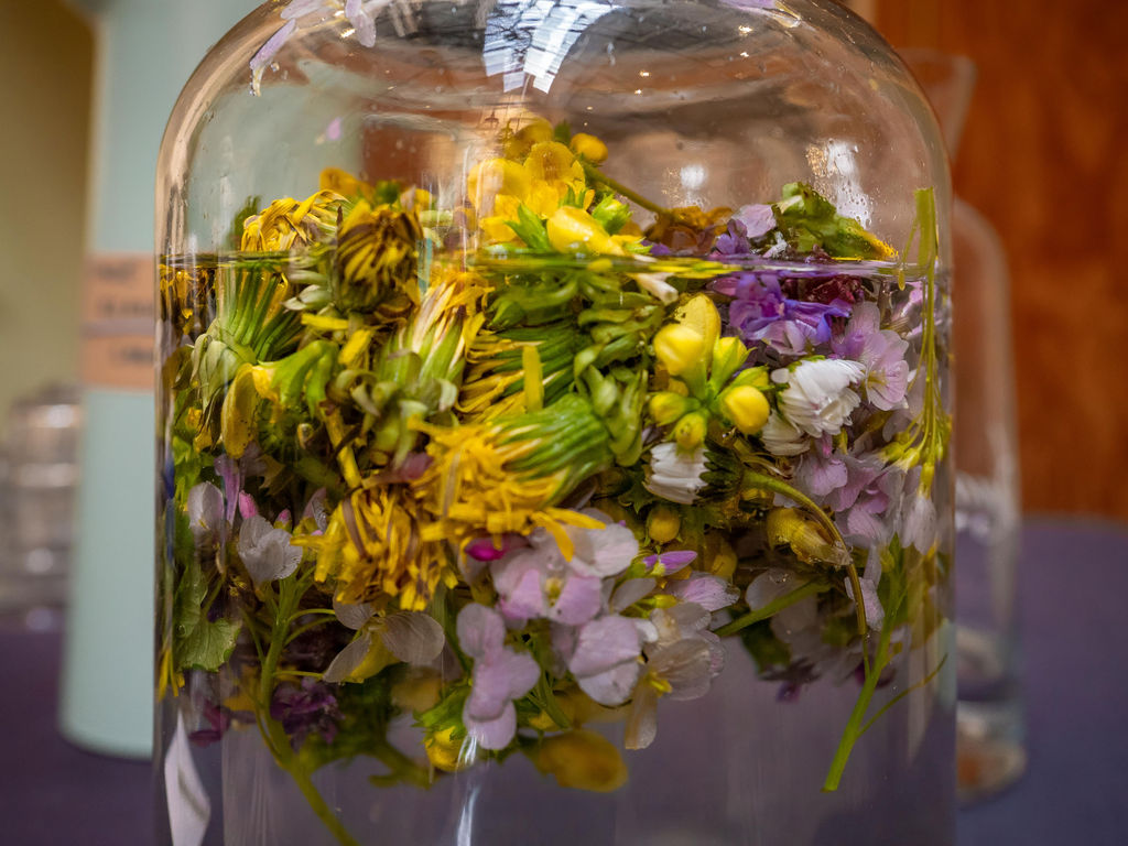 Bosbadgidsendag ALV (Earth Day ’26)