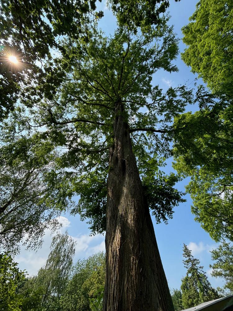 sequoia.jpg
