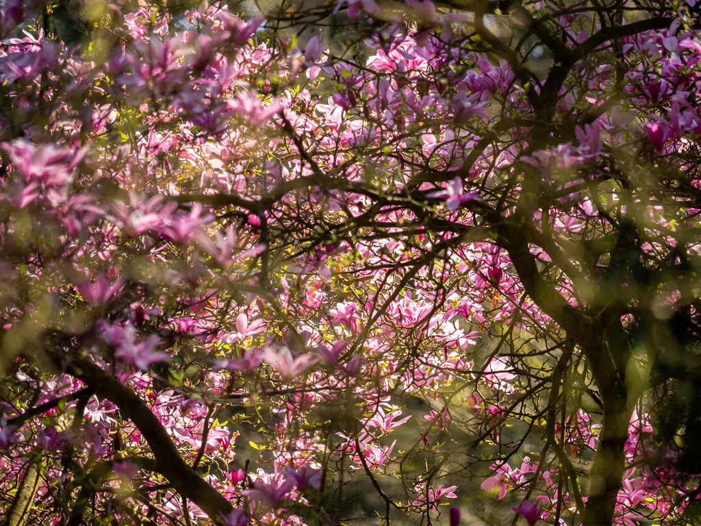 Terugblik Bosbadgidsendag 12 april 2025