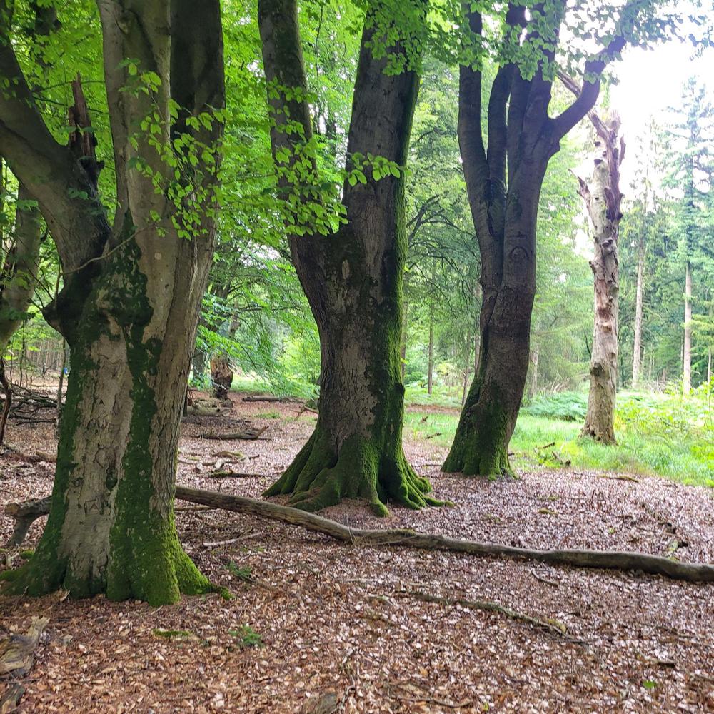 De levende biografie van bomen