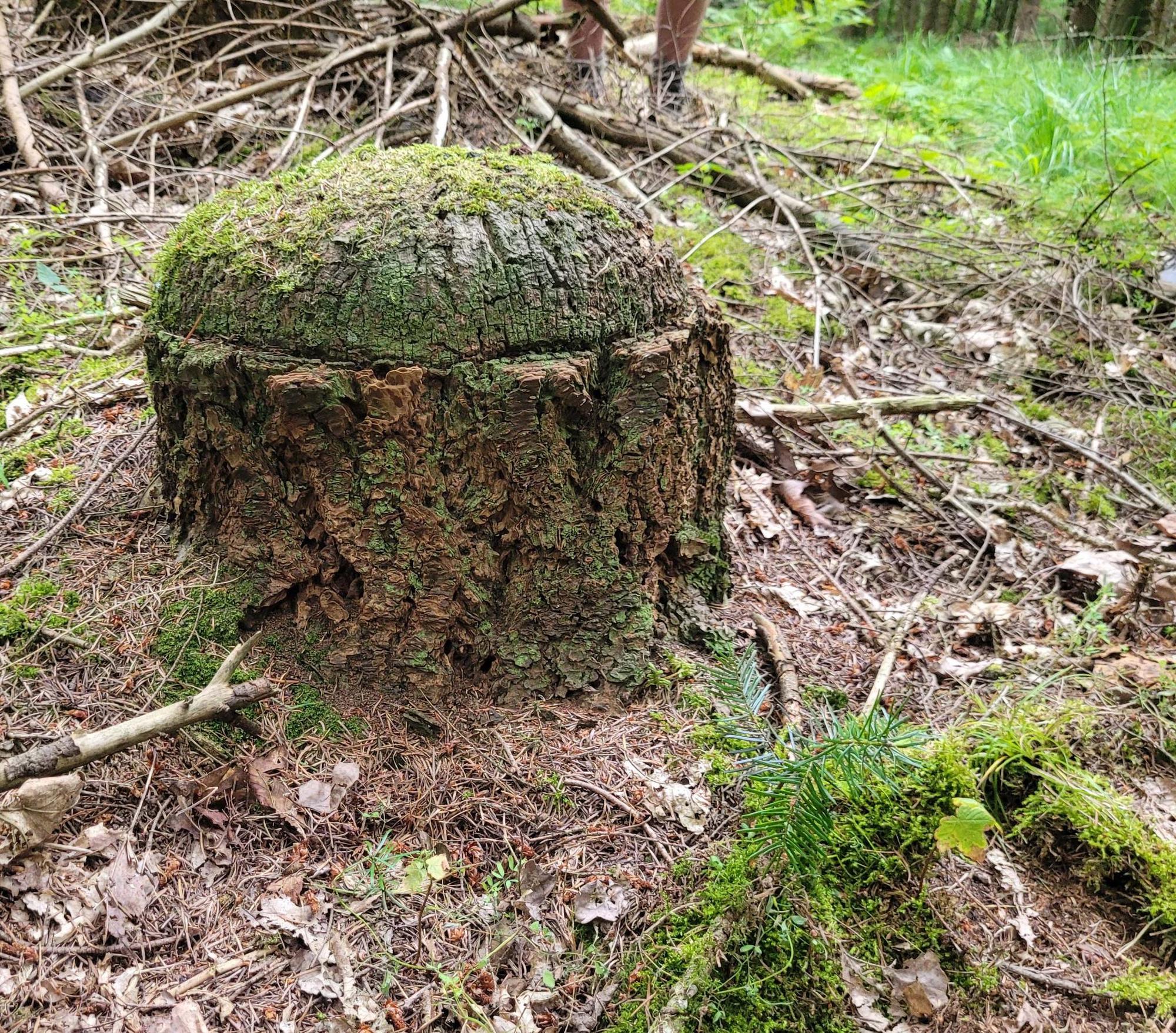 De levende biografie van bomen 