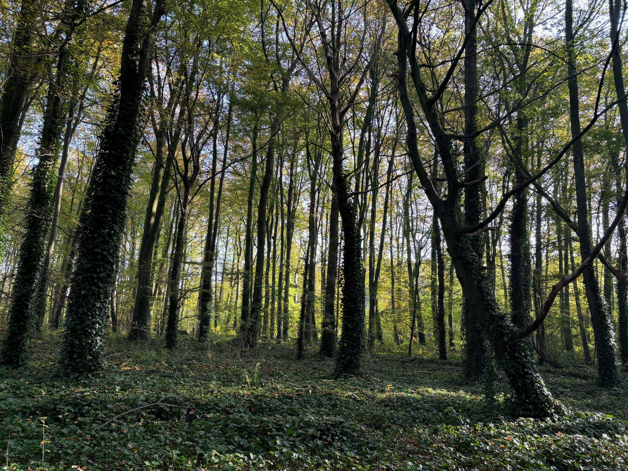 Branchevereniging Bosbadgidsen Nederland